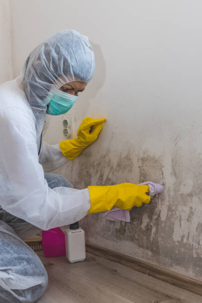 Best Mold-Related Health Consultation  in Central City, KY